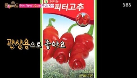 피터고추 관상용으로 좋아요